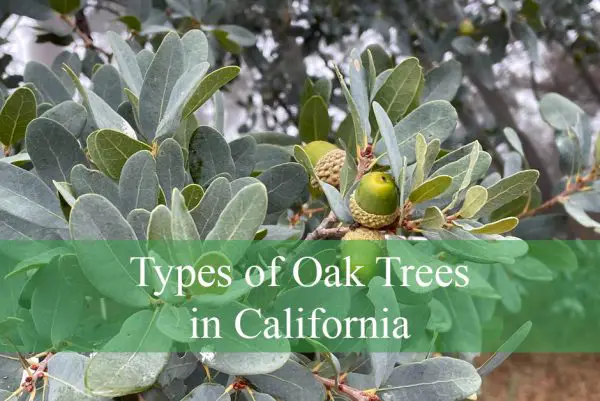 Types of Oak Trees in California