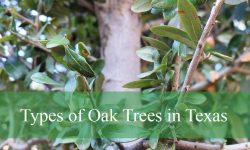 21 Types of Oak Trees in Texas (With Pictures and Identification)