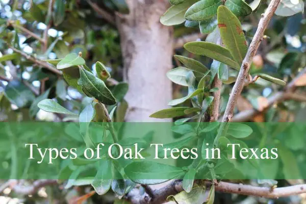 Types of Oak Trees in Texas