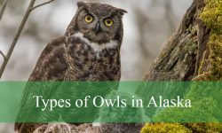 14 Types of Owls in Alaska (With Pictures and Identification)