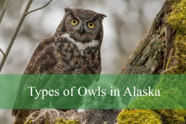 Types of Owls in Alaska