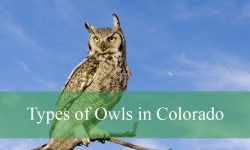 11 Types of Owls in Colorado (With Pictures and Identification)
