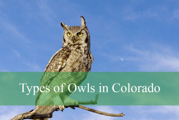 Types of Owls in Colorado