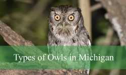 14 Types of Owls in Michigan (With Pictures and Identification)