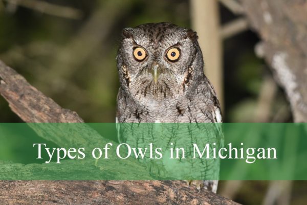 Types of Owls in Michigan
