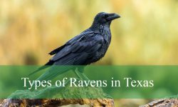 4 Types of Ravens in Texas (With Pictures and Identification)