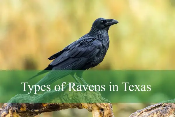 Types of Ravens Found in Texas