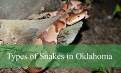 51 Types of Snakes in Oklahoma​ (With Pictures and Identification)