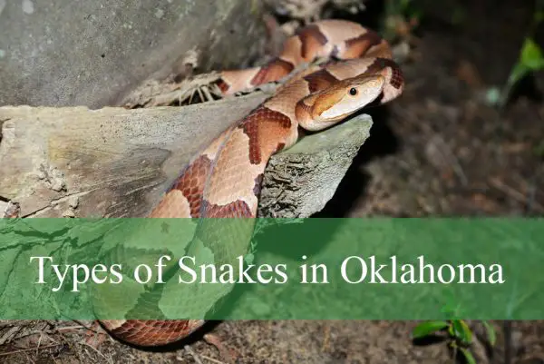 Types of Snakes in Oklahoma