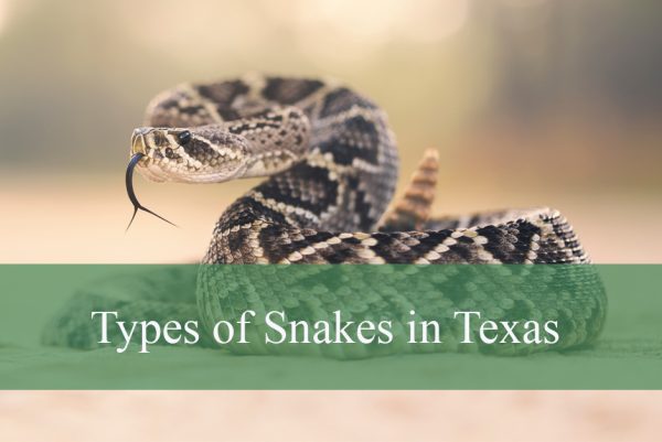 Types of Snakes in Texas