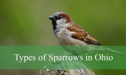 22 Types of Sparrows in Ohio (Pictures and Identification)