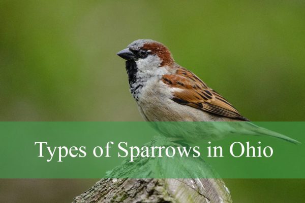 Types of Sparrows in Ohio