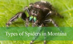 40 Types of Spiders in Montana (With Pictures and Identification)