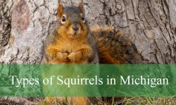 9 Types of Squirrels in Michigan (With Pictures and Identification)