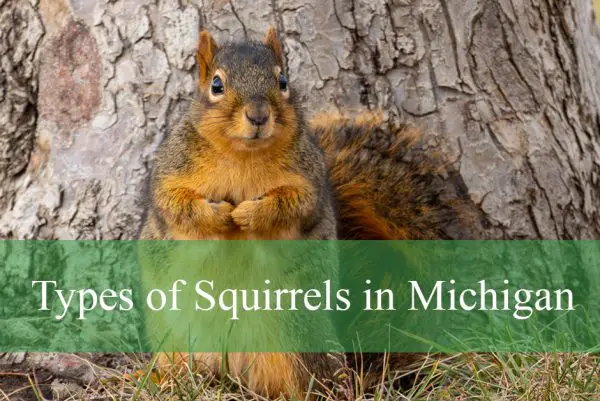 Types of Squirrels in Michigan