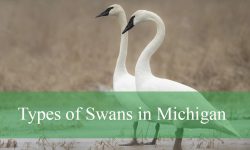 3 Types of Swans in Michigan (With Pictures and Identification)