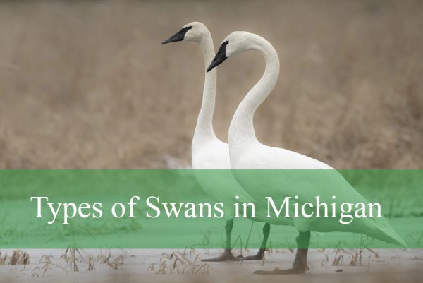 Types of Swans in Michigan