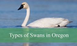 4 Types of Swans in Oregon (With Pictures and Identification)