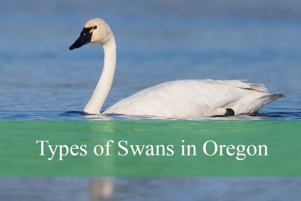 Types of Swans in Oregon