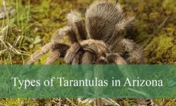 18 Types of Tarantulas in Arizona (Pictures and Identification)