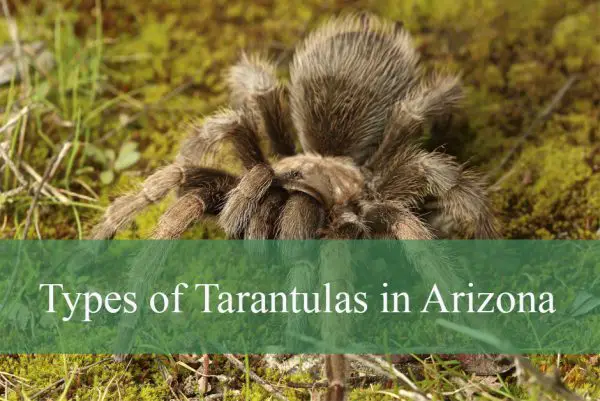 Types of Tarantulas in Arizona