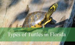 31 Types of Turtles in Florida (Pictures and Identification)