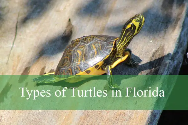 Types of Turtles Found in Florida