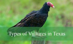 3 Types of Vultures in Texas (Pictures and Identification)