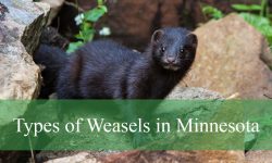 6 Types of Weasels in Minnesota (With Pictures and Identification)