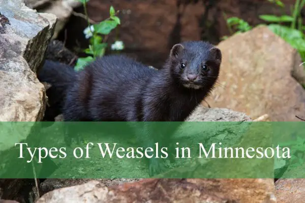 Types of Weasels in Minnesota