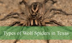 5 Types of Wolf Spiders in Texas (With Pictures and Identification)
