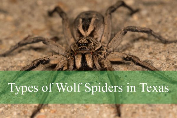 Types of Wolf Spiders in Texas