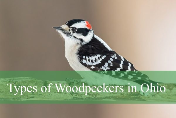Types of Woodpeckers in Ohio