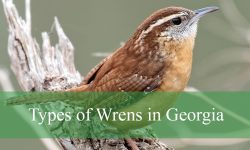 7 Types of Wrens in Georgia (With Pictures and Identification)