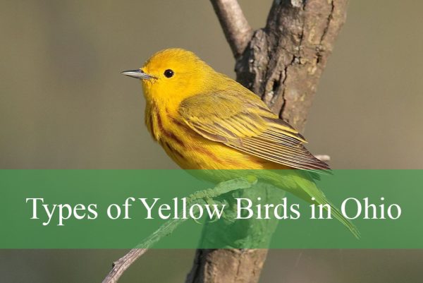 Types of Yellow Birds in Ohio