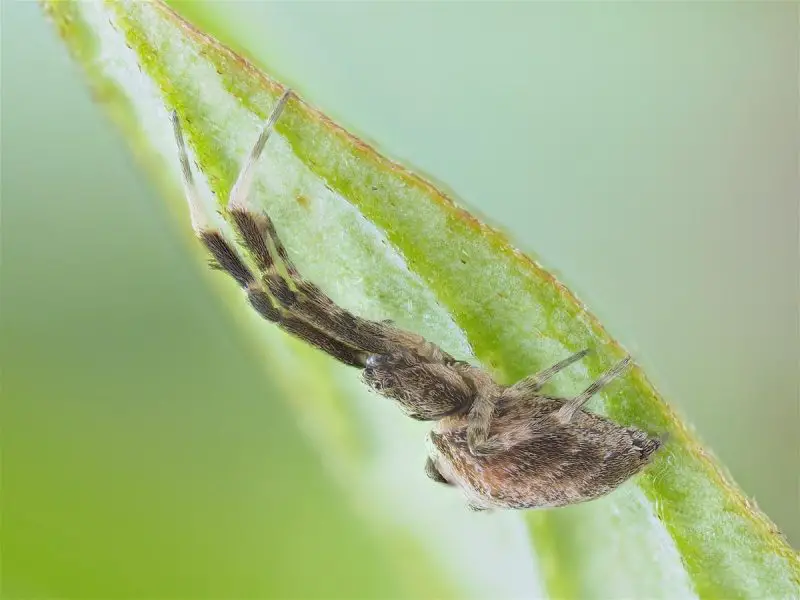Types of Spiders in Montana