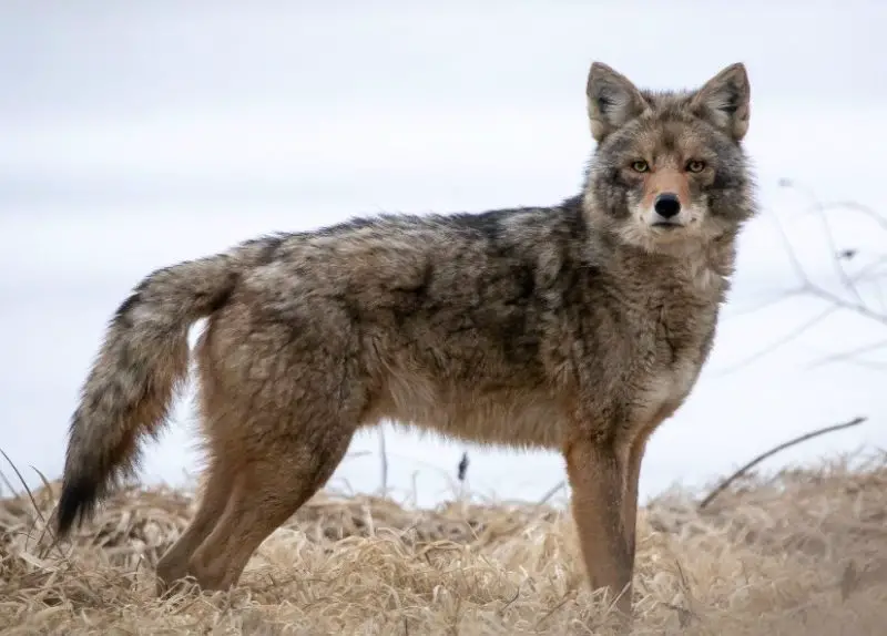 Coyotes Found in Texas