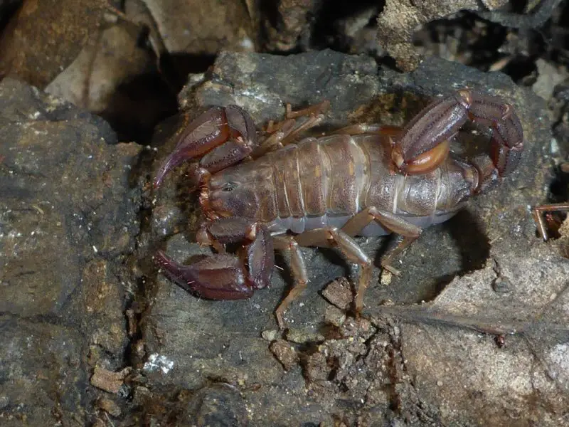 Scorpions in California