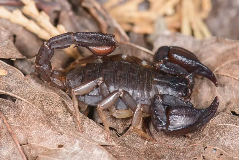 Scorpions in California