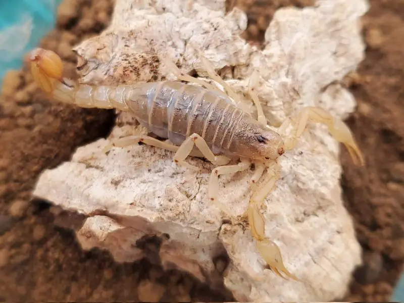 Scorpions in California