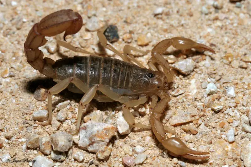 Scorpions in California