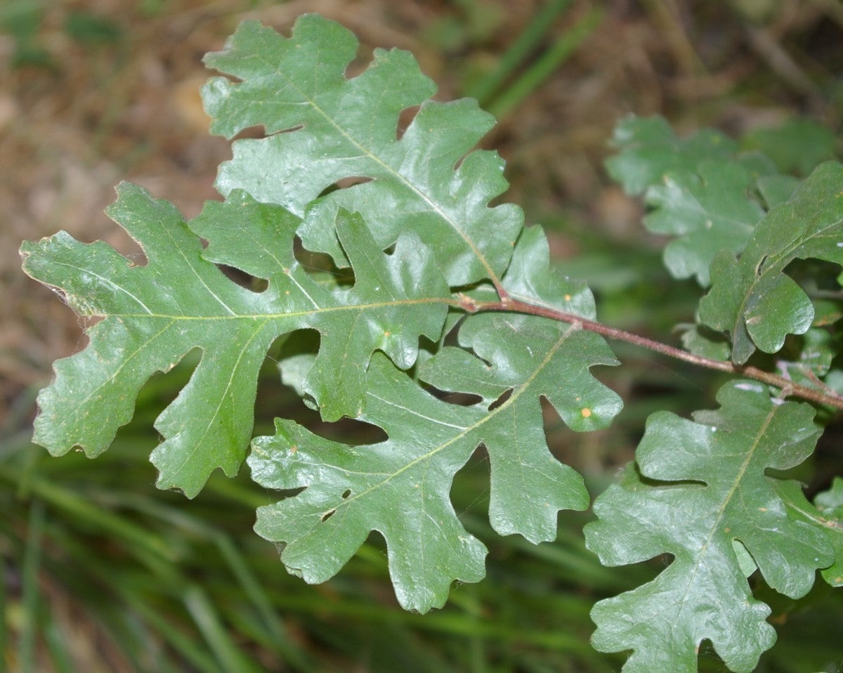 Types of Oak Trees in California