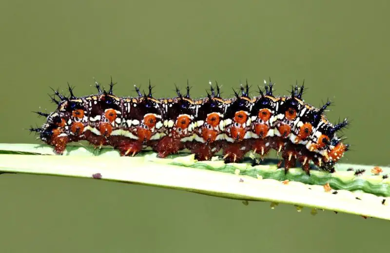 Types of Caterpillars in Texas