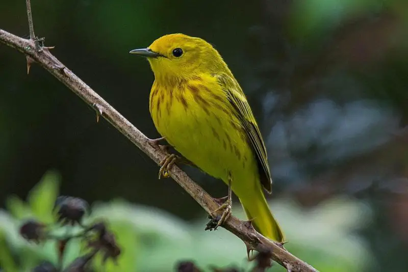 Birds in Massachusetts