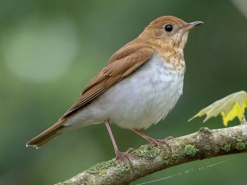 Thrushes in Connecticut