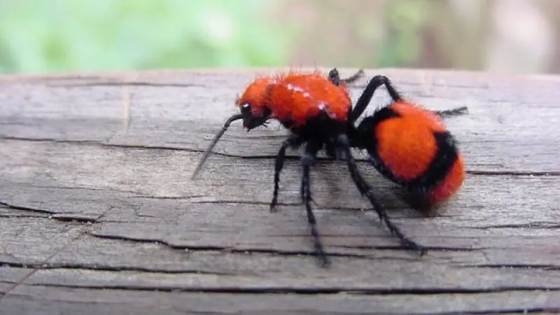 bugs in California