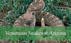 13 Venomous Snakes in Arizona (With Pictures and Identification)
