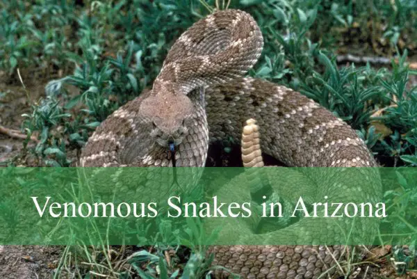 Venomous Snakes in Arizona