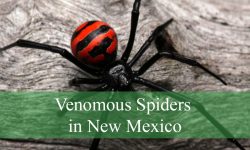 4 Venomous Spiders in New Mexico (Pictures and Identification)