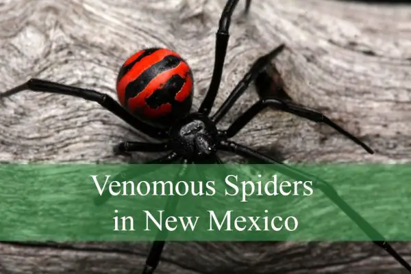 Venomous Spiders in New Mexico